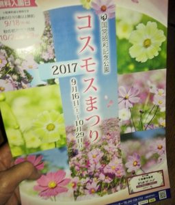 昭和記念公園　コスモス　見頃